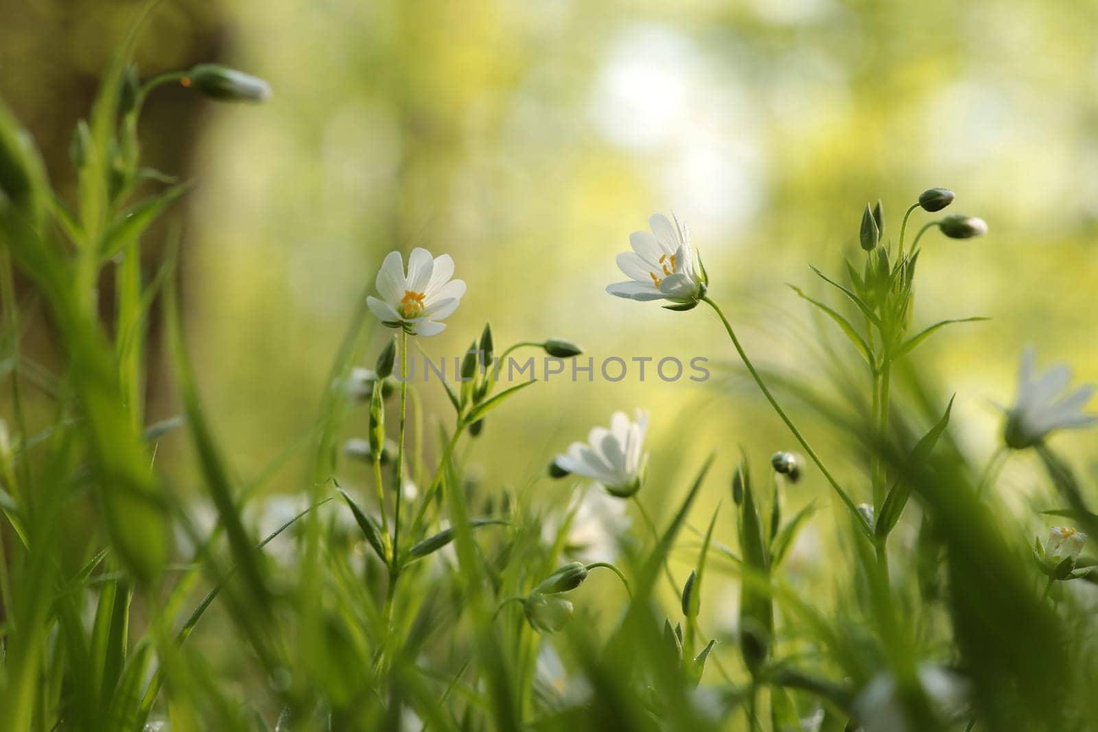 Rabelera - Stellaria holostea blooming in the forest