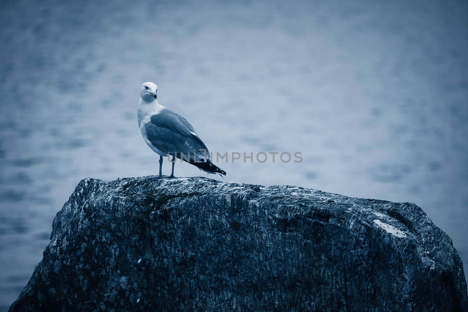 Seagull on a stone in Norway in front of a fjord. Seabird in Scandinavia. Animal photo from nature in the north