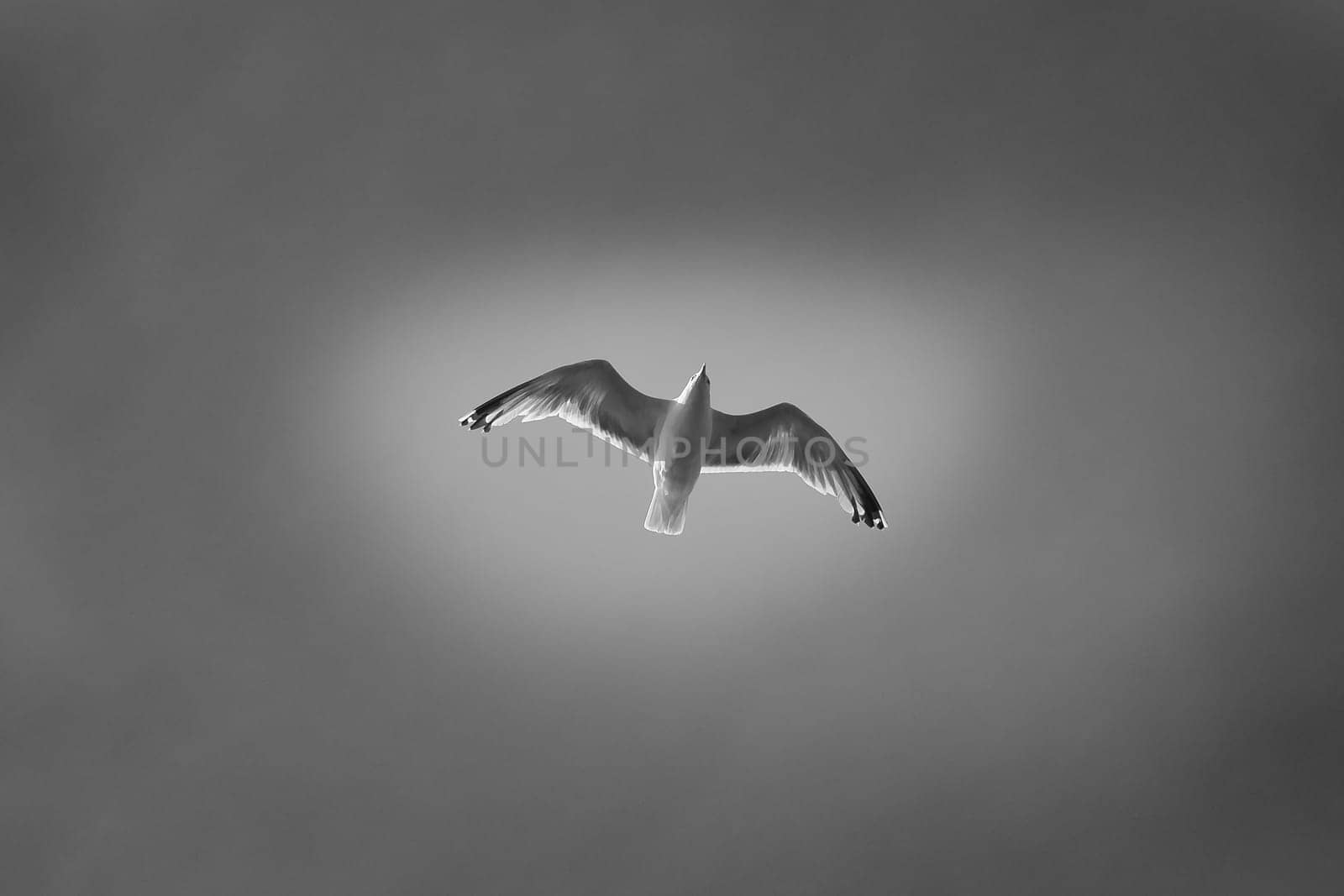 Seagull flying in the sky in black and white. Shot from below. Bird in Scandinavia. Animal photo