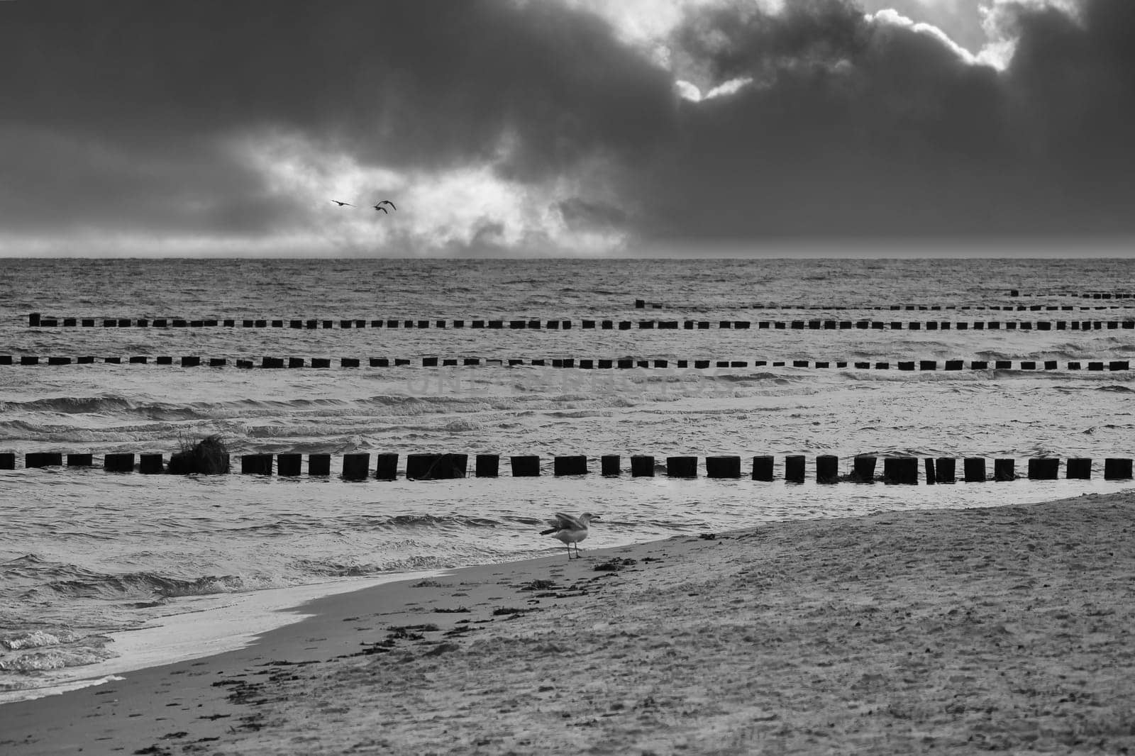 Seagull flies on the beach of the Baltic Sea in black and white. Groynes reach into the sea. Coastal picture