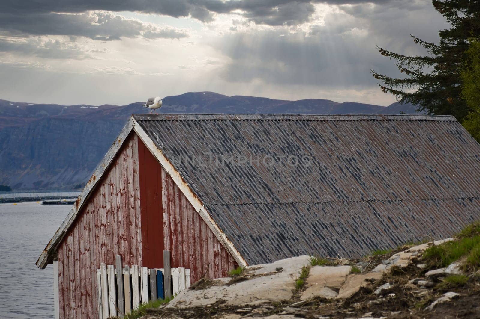 Seagull on a fisherman's house in Norway. Seabird in Scandinavia. Animal photo from nature in the north