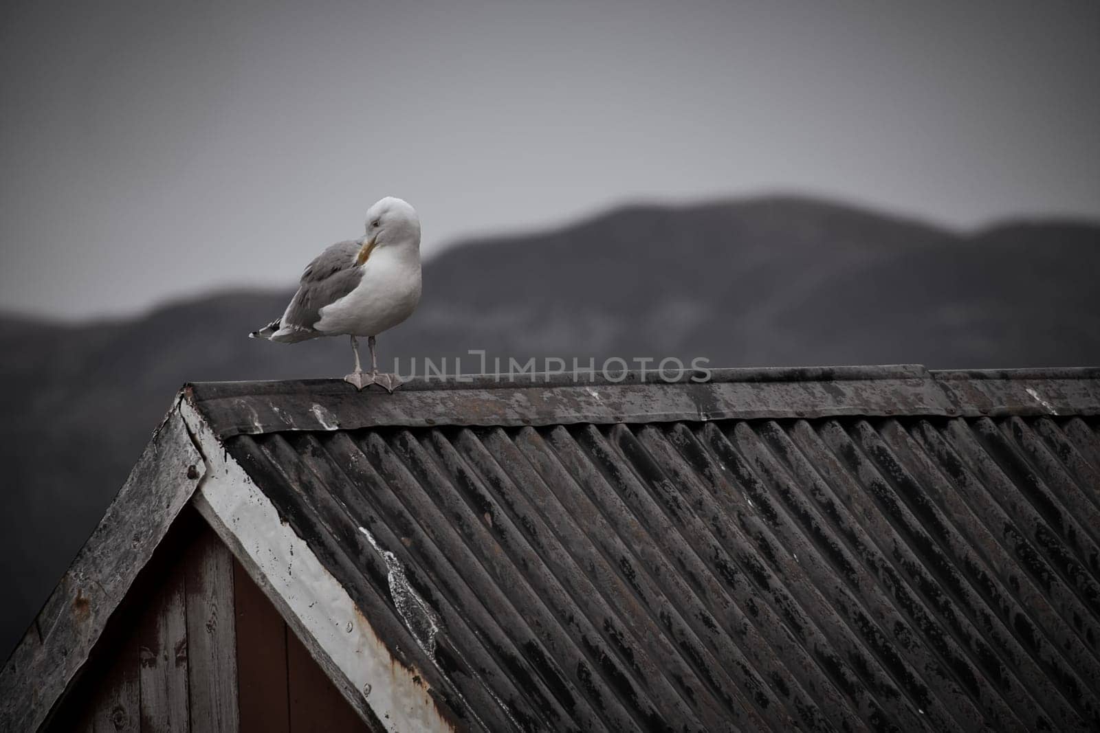 Seagull on a fisherman's house in Norway in black and white. Seabird in Scandinavia. Animal photo from nature in the north