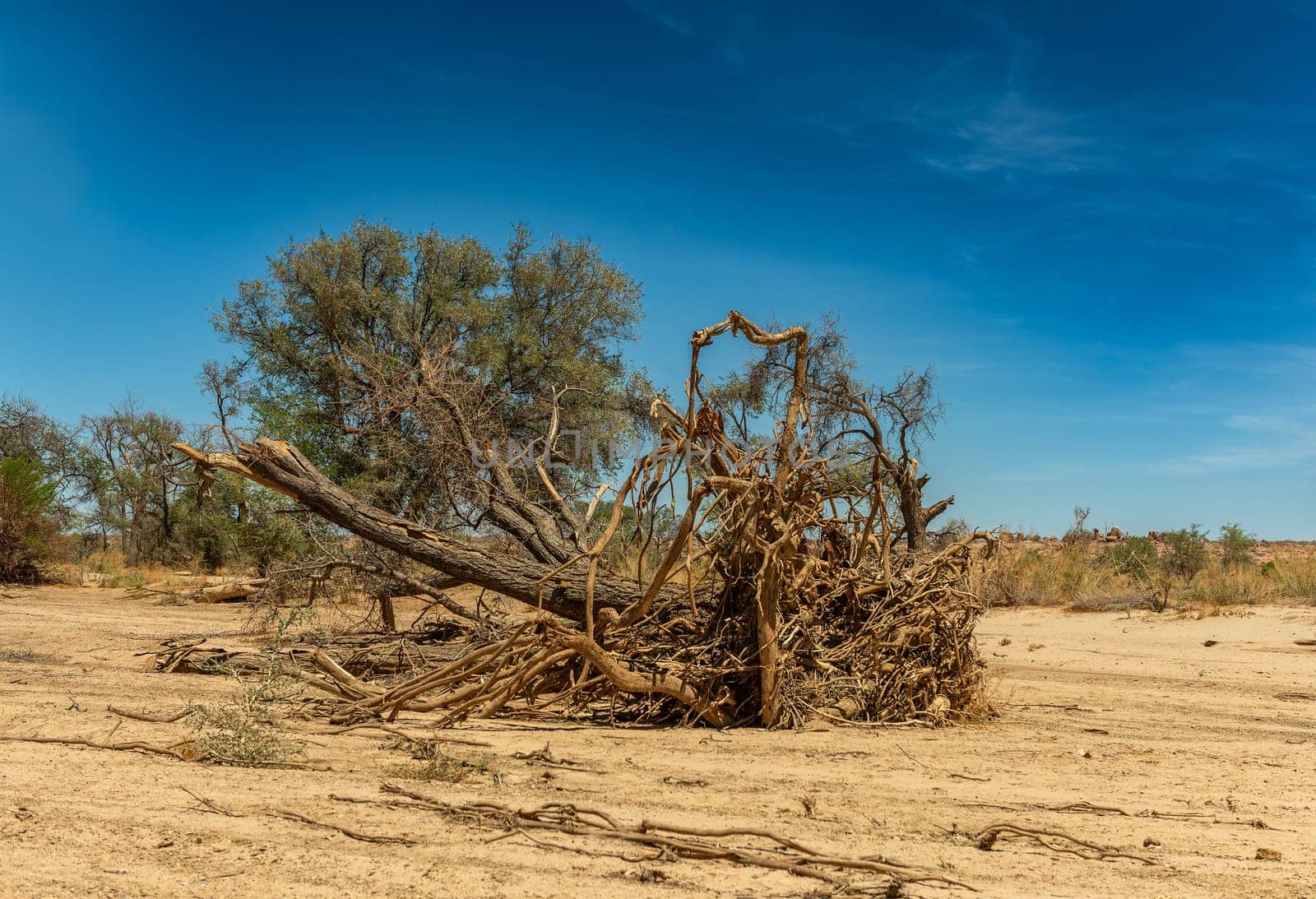 Vegetation along the dried-up Ugap River in western Namibia Kopie
