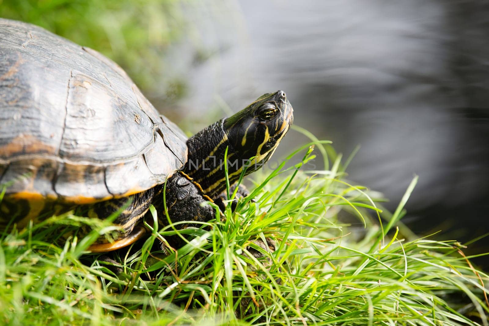 Yellow bellied eared turtle sitting on the riverbank of a pond, Trachemys scripta living in the US, Virigina, Florida and Europe, reptile animal