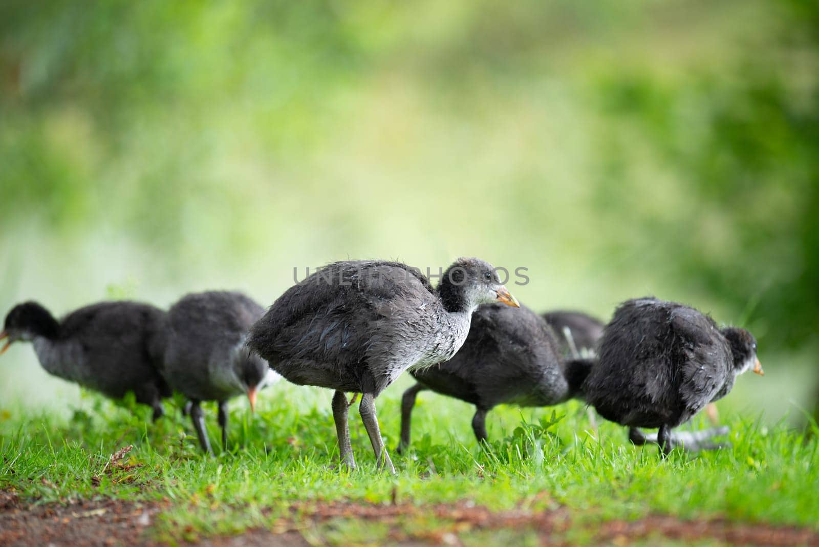 Common black coot family on the meadow, genus Fulica, waterbird in Europe, birdwatching in nature