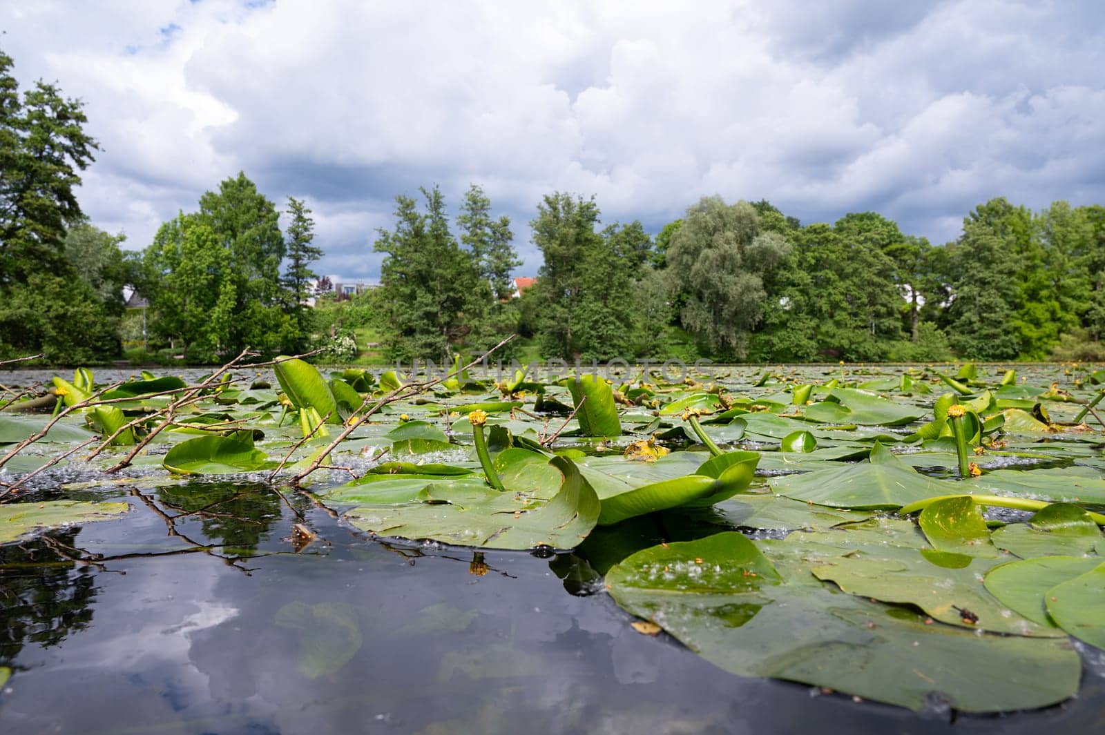 Water Lilly on a pond, plants on a lake, green leaves, biotope and habitat, trees surround river, landscape