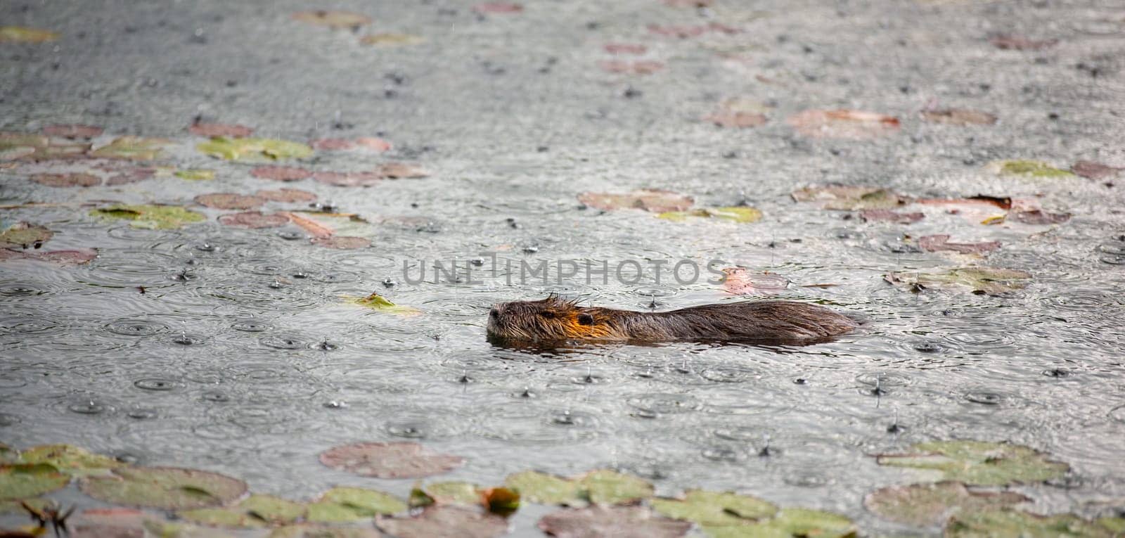 Nutria, coypu herbivorous, semiaquatic rodent family Myocastoridae swimming in the lake, animals in the rain, habintant wetlands, river rat