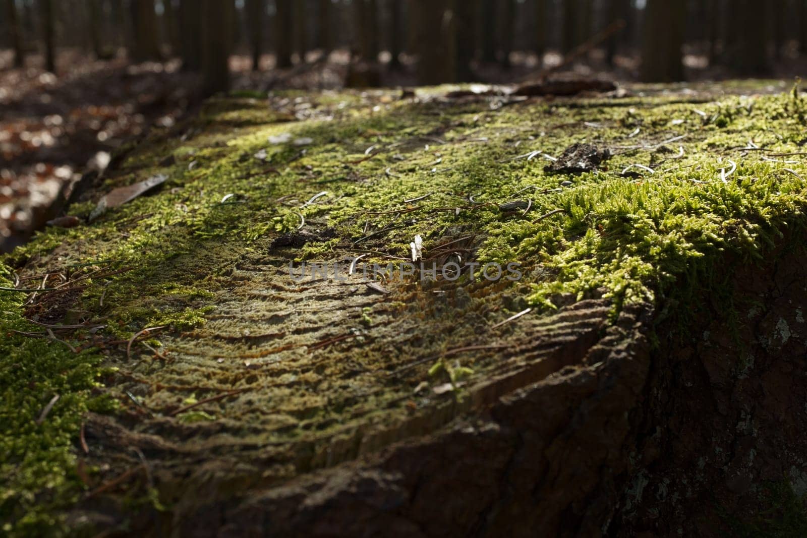 Dry tree stump bathed in evening light.