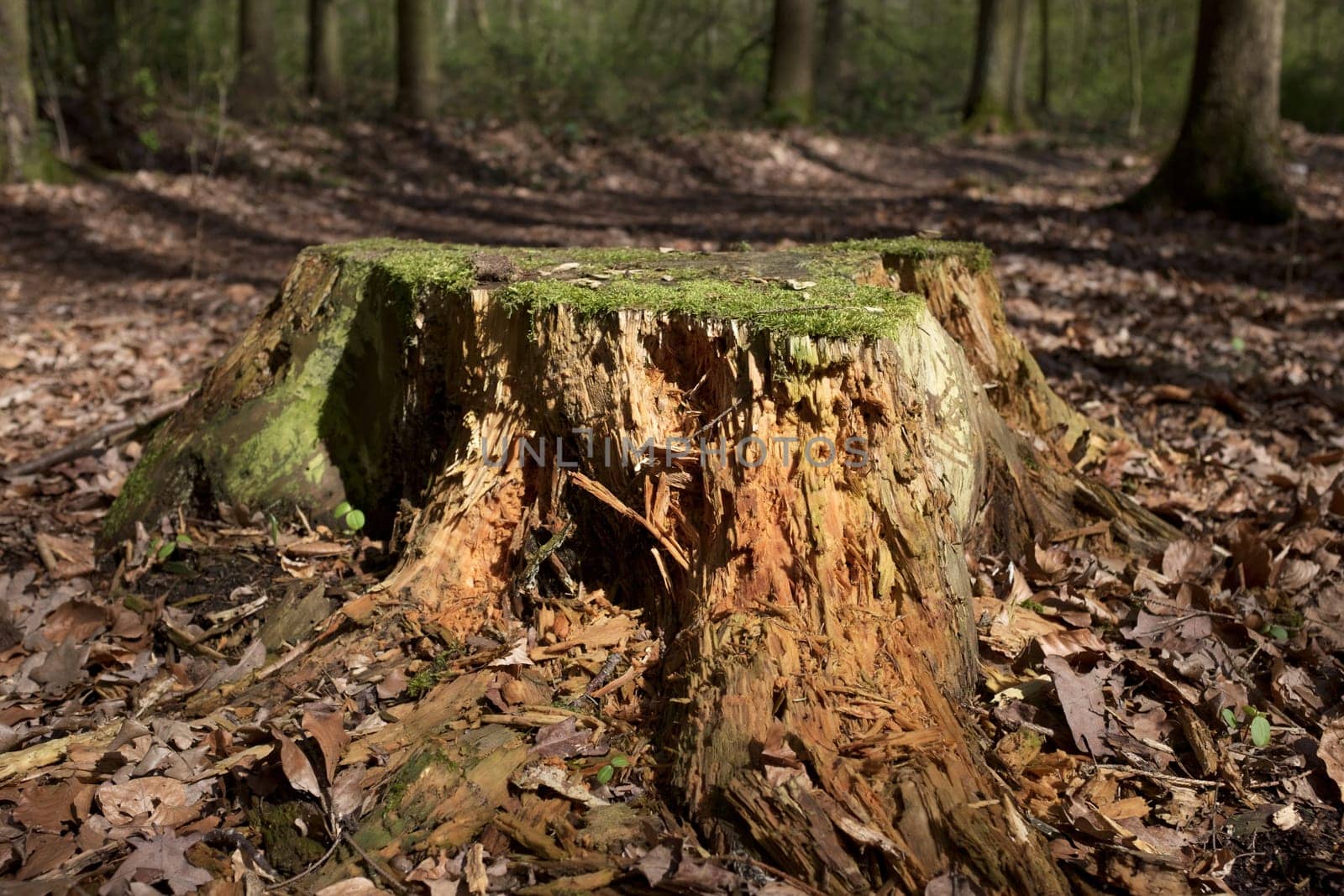 Dry tree stump bathed in evening light.