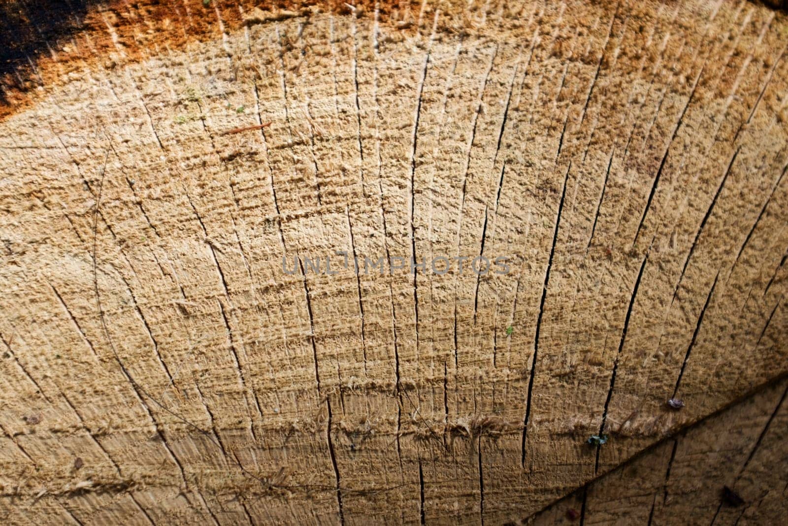Beautiful wooden fracture old oak, natural texture close up, texture consisting of old surface wooden fracture oak, striped texture wooden old oak, wallpaper background