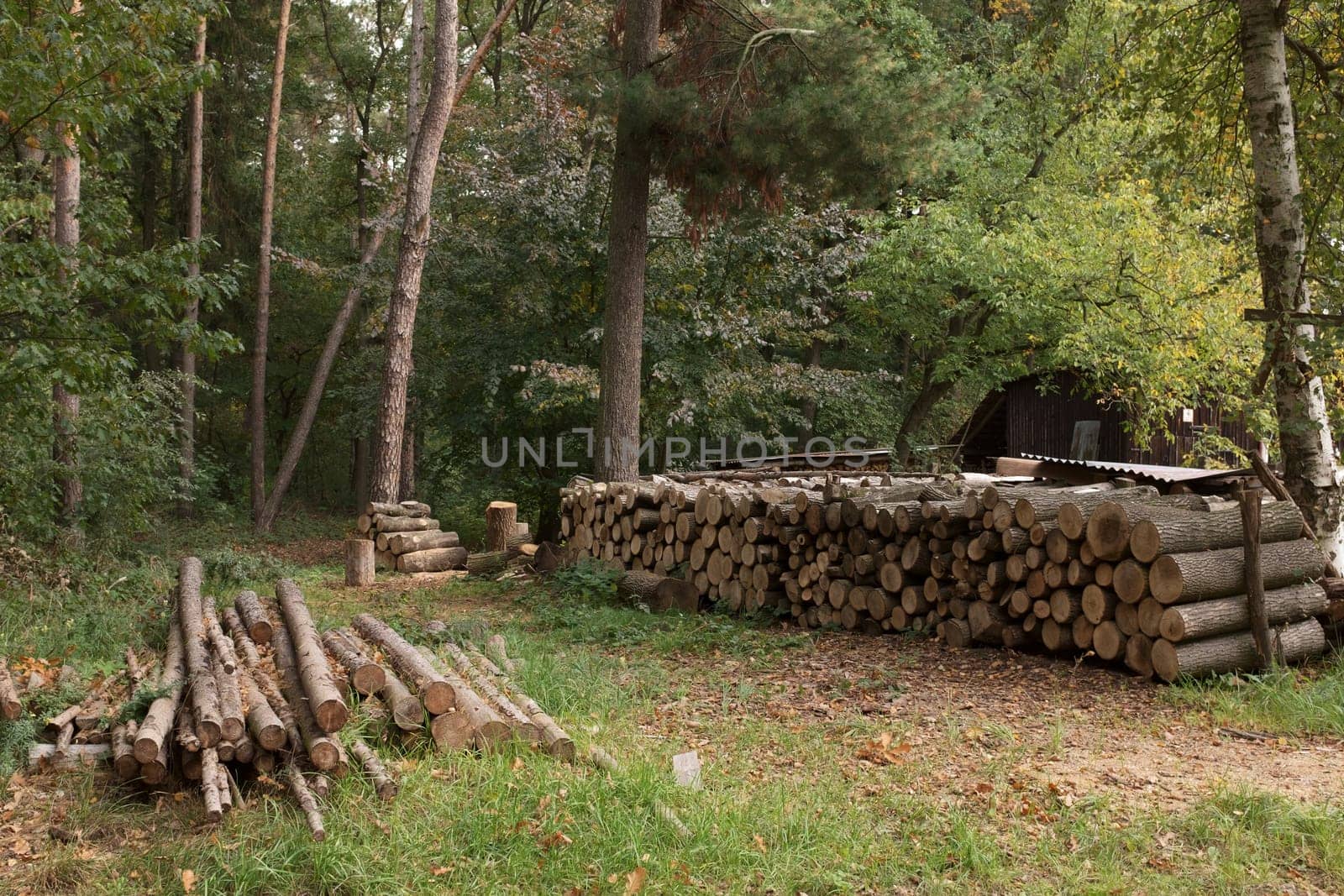 Lumberjack chopped the tree trunks for firewood. The texture of cut wood. Natural chopped wood.