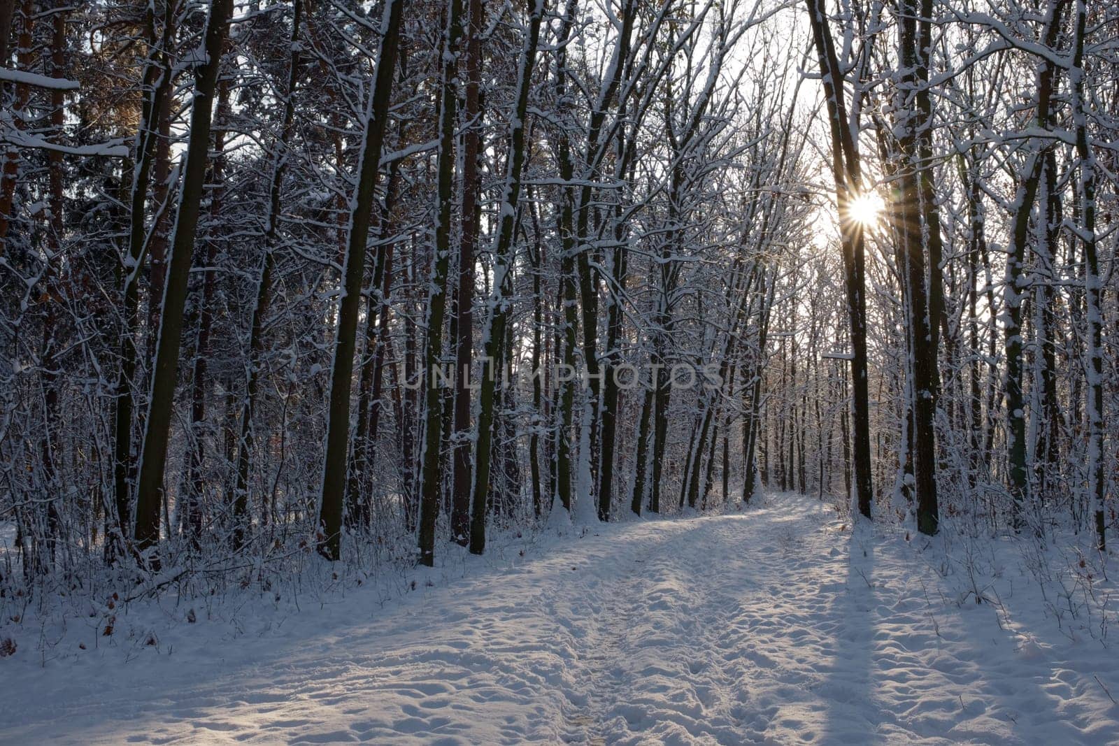 Sunset or sunrise in the winter pine forest covered with a snow. Rows of pine trunks with the sun's rays passing through them. Snowfall.