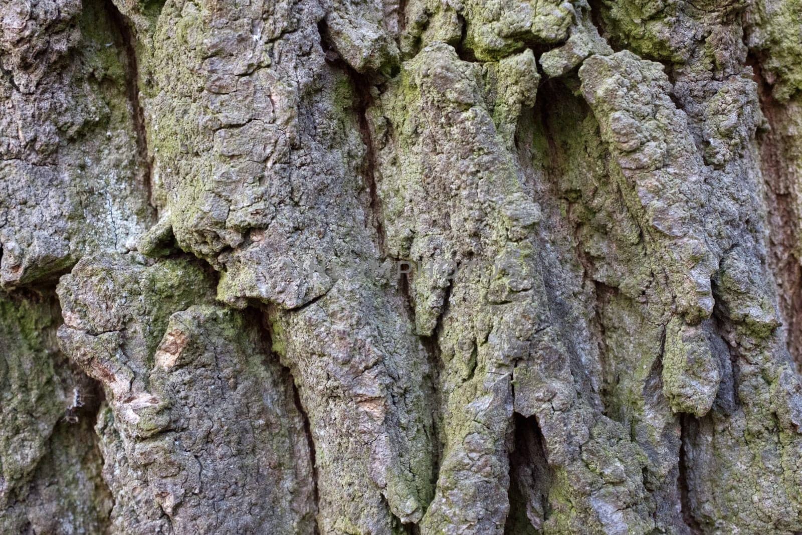 Old Wood Tree Bark Texture Background Pattern.