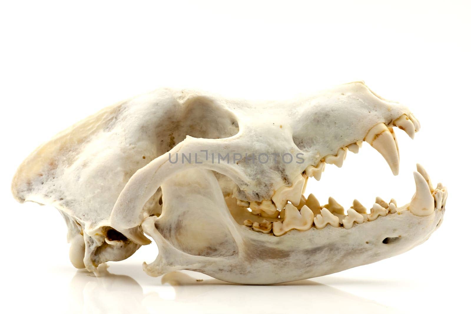 Skull of a trophy wolf isolated on a white background. Selective focus with shallow depth of field.