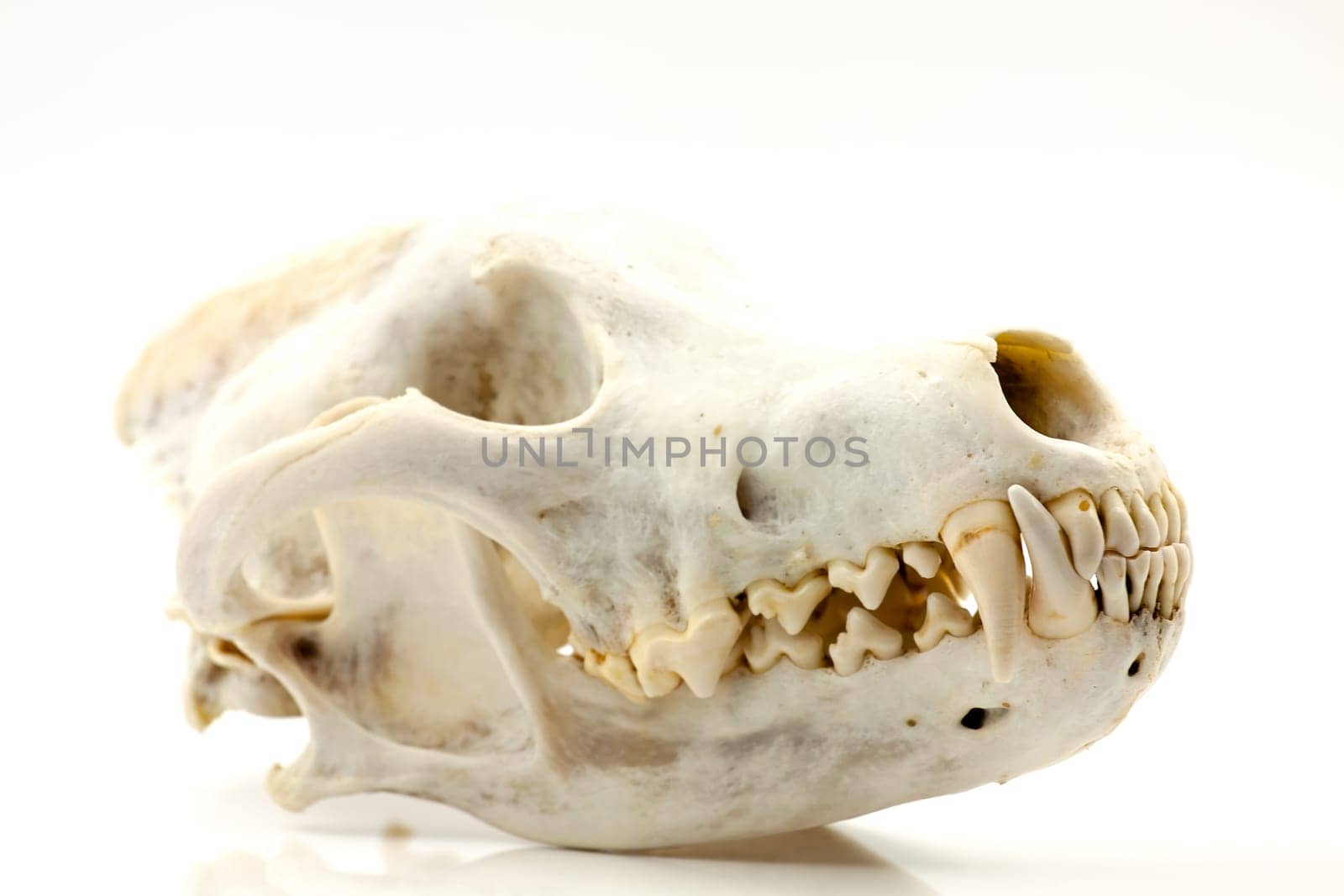 Skull of a trophy wolf isolated on a white background. Selective focus with shallow depth of field.