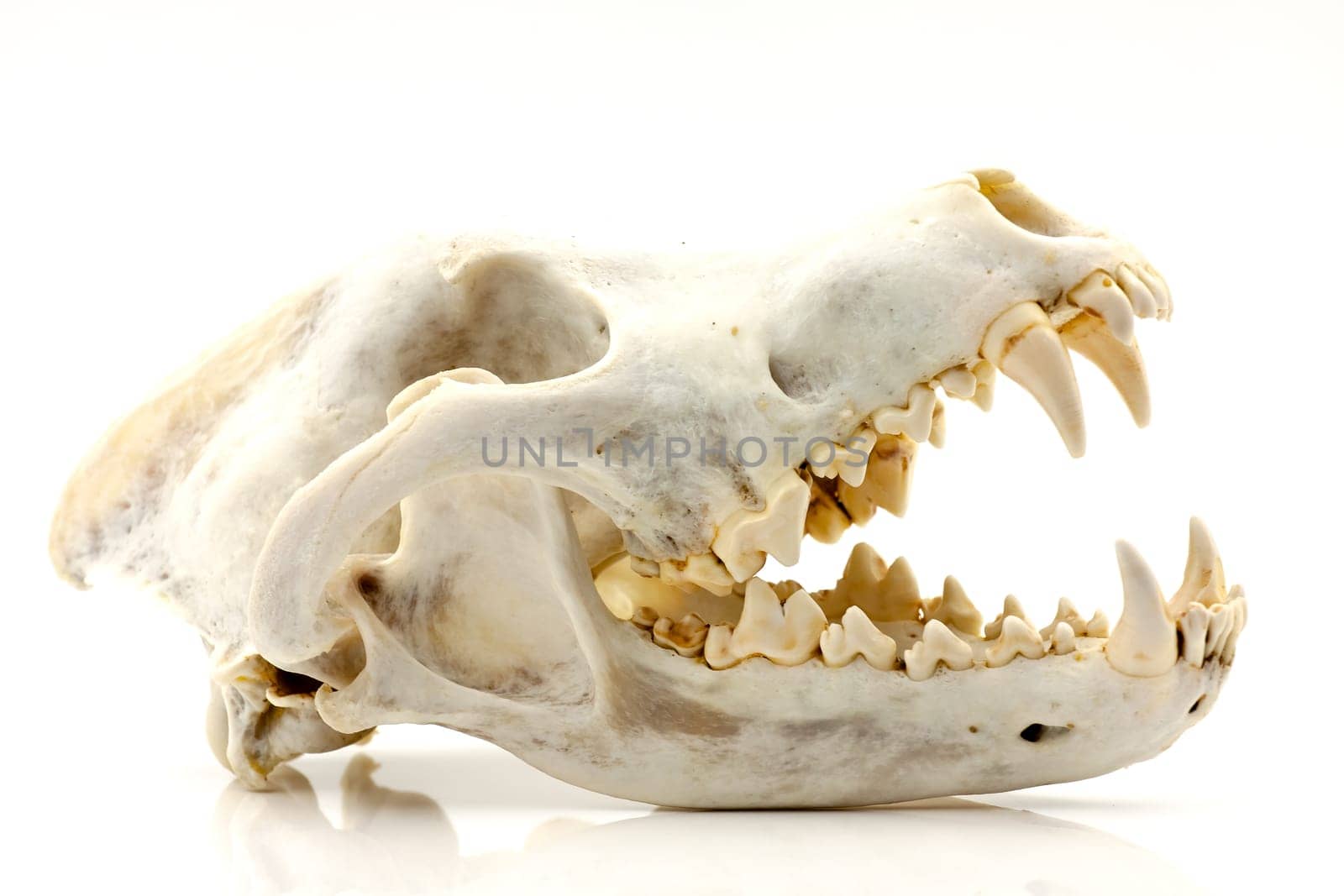 Skull of a trophy wolf isolated on a white background. Selective focus with shallow depth of field.