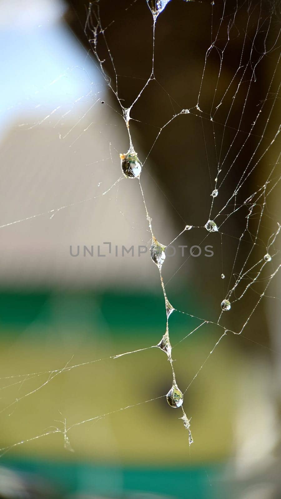 Gossamer with dew drops on the surface in the open air.Macrophotography.