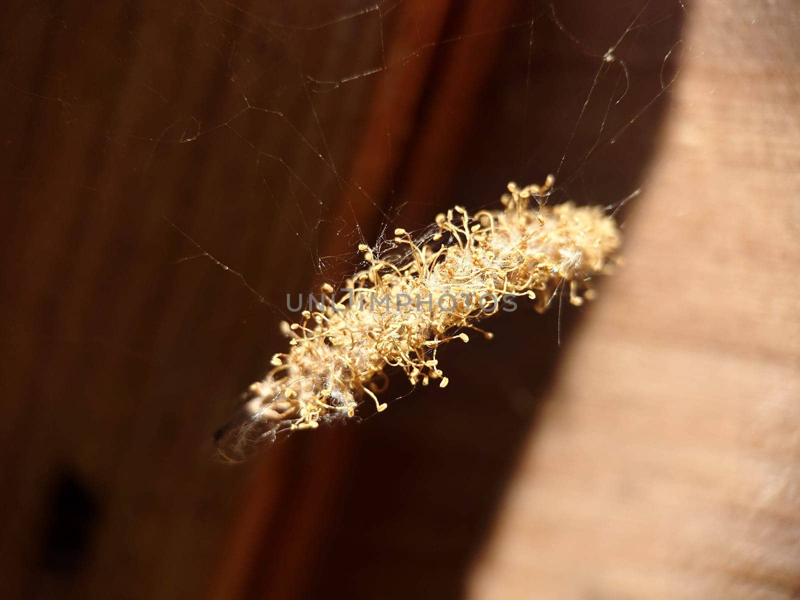 Macrophotography. Spider web, dry bundle close-up. Texture or background