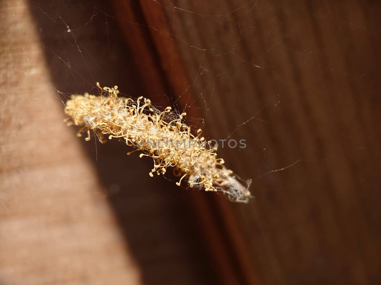Macrophotography.Spider web, dry bundle close-up. Natural pattern.Texture or background