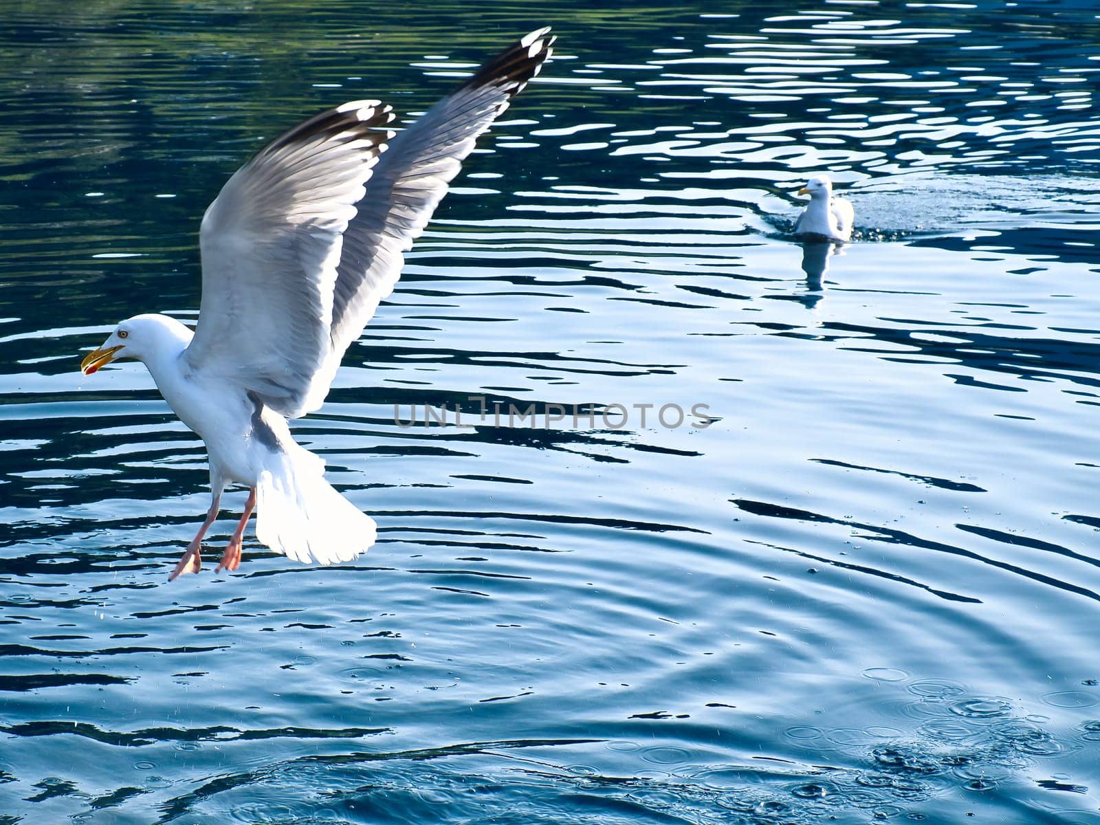 Seagulls in the crystal clear water of the Norwegian Fjord. Drops of water ripple in the dynamic movement of the seabird. Animal photo from Scandinavia