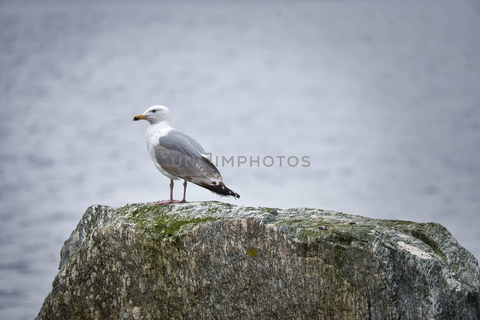 Seagull on a stone in Norway in front of a fjord. Seabird in Scandinavia. Animal photo from nature in the north