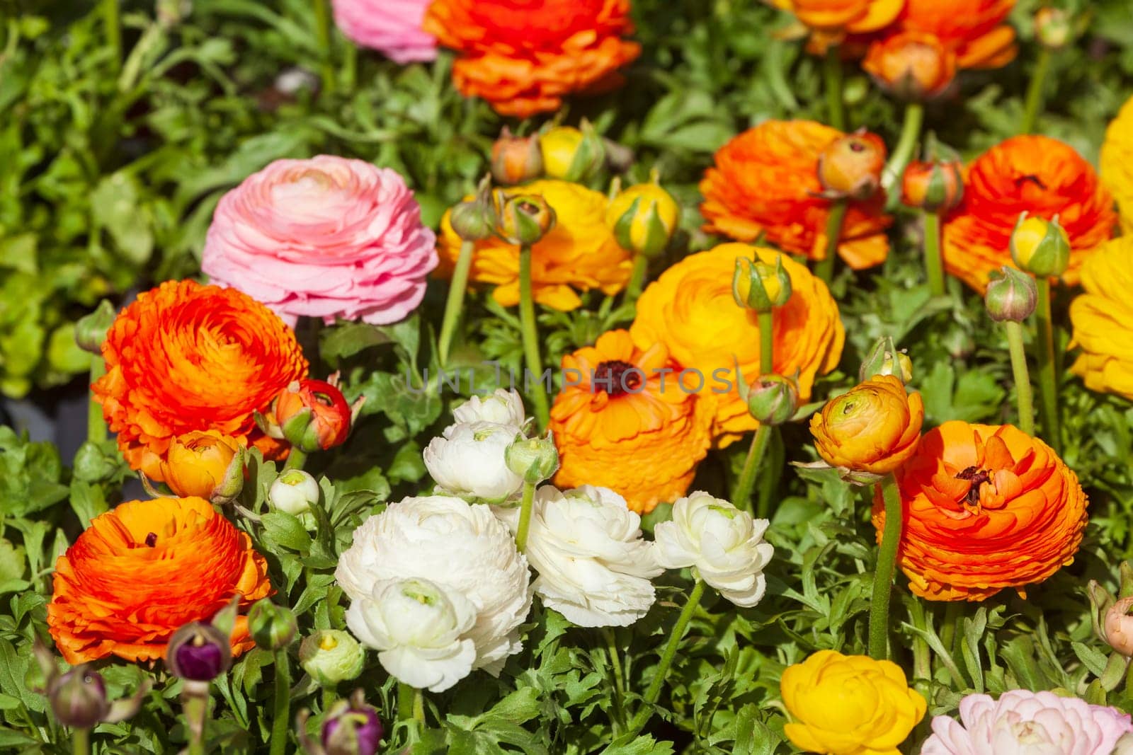 Blooming colorful ranunculus flowers (Ranunculus asiaticus), Germany