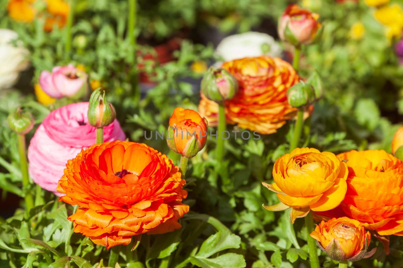 Blooming colorful ranunculus flowers (Ranunculus asiaticus), Germany