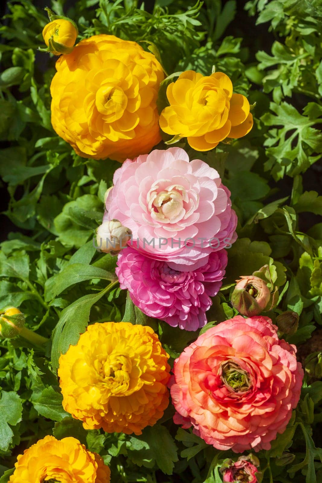 Blooming colorful ranunculus flowers (Ranunculus asiaticus), Germany