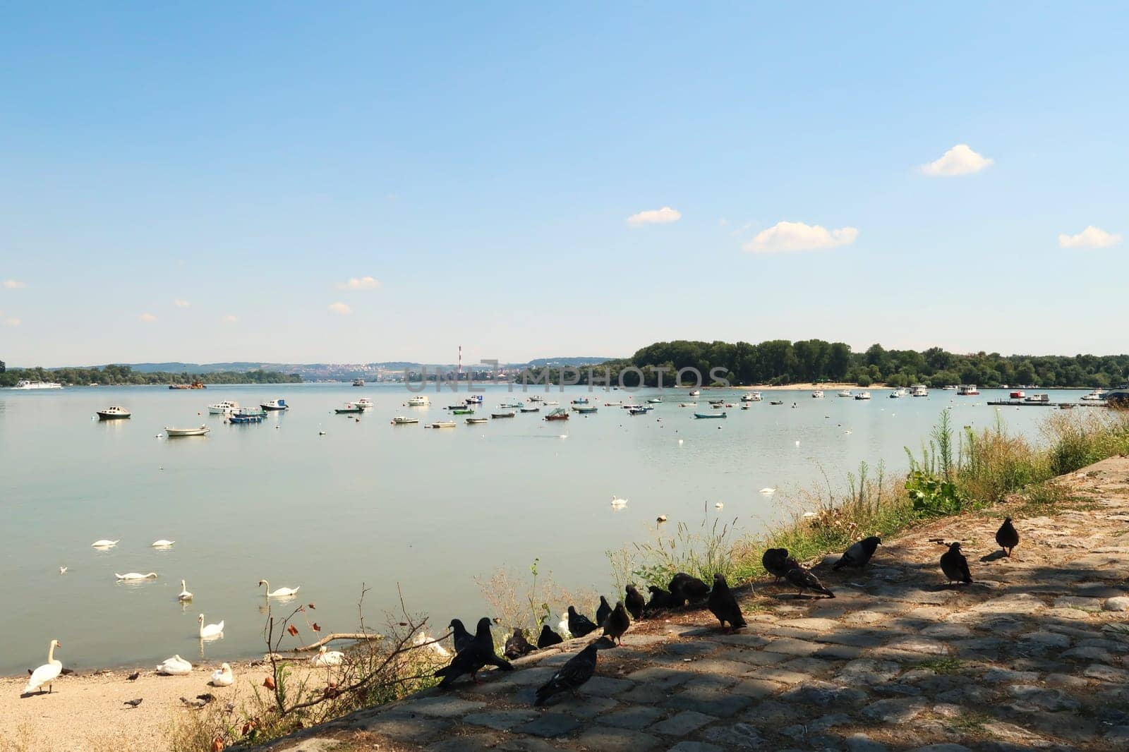 Pigeons and swans are gathering on the shore of the Danube River in Zemun, fisher, fishing boats are floating on the water in the background, Zemun, Belgrade, Serbia 2022
