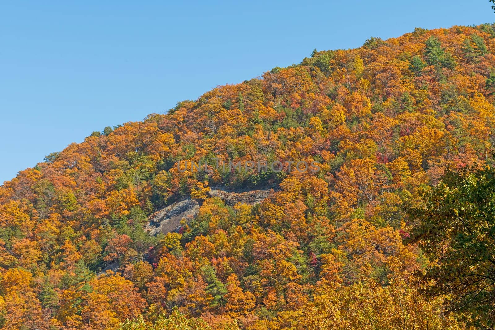 A Hillside of Orange on a Mountain Ridge on the Blue Ridge Parkway in Virginia
