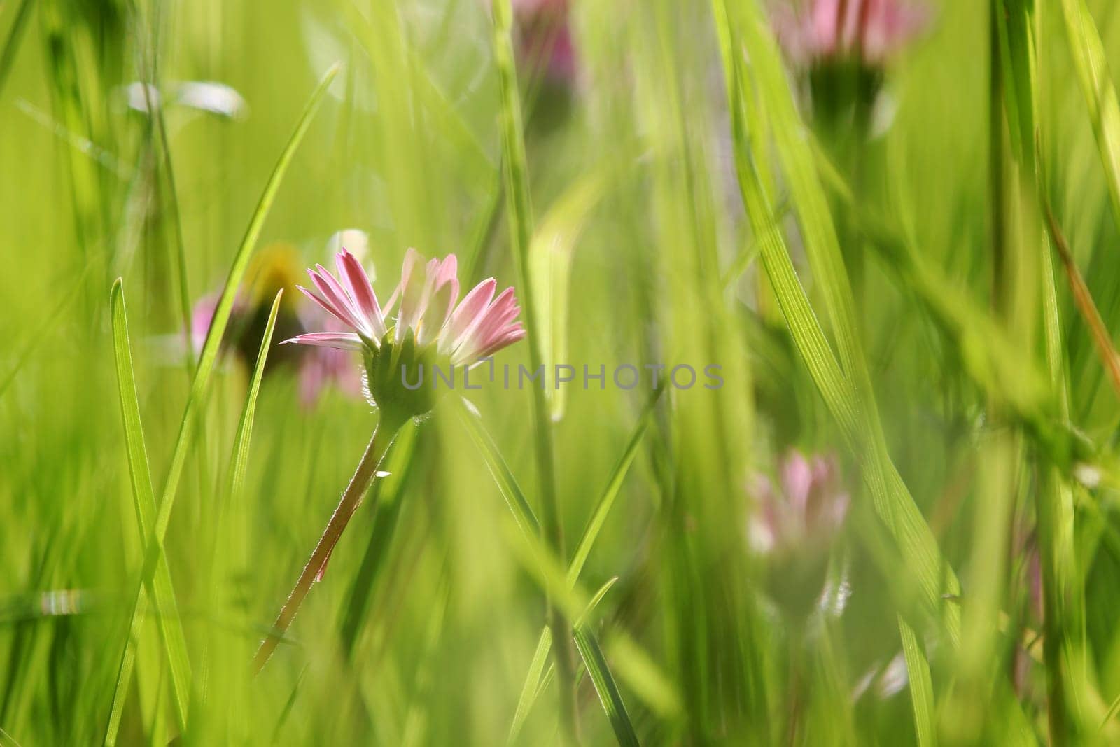 Delicate blurred daisies in a green meadow