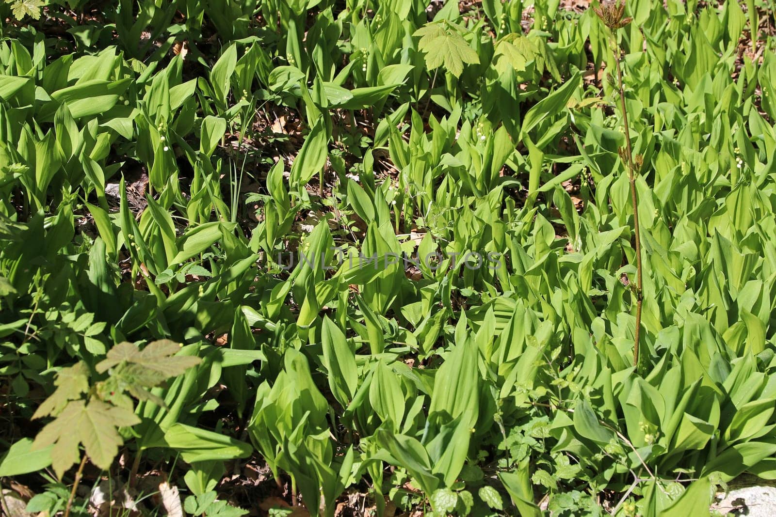 Poisonous lily of the valley is easy to confuse with wild garlic
