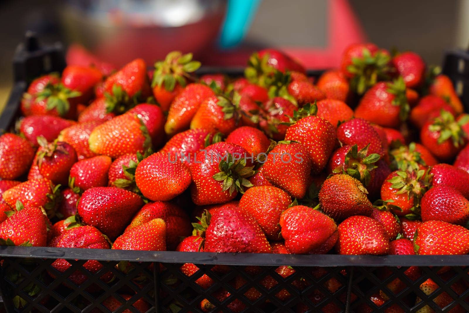 Close-up of a box of ripe juicy strawberries in the garden in the sunlight. Strawberry harvest on a farm or in a private garden.