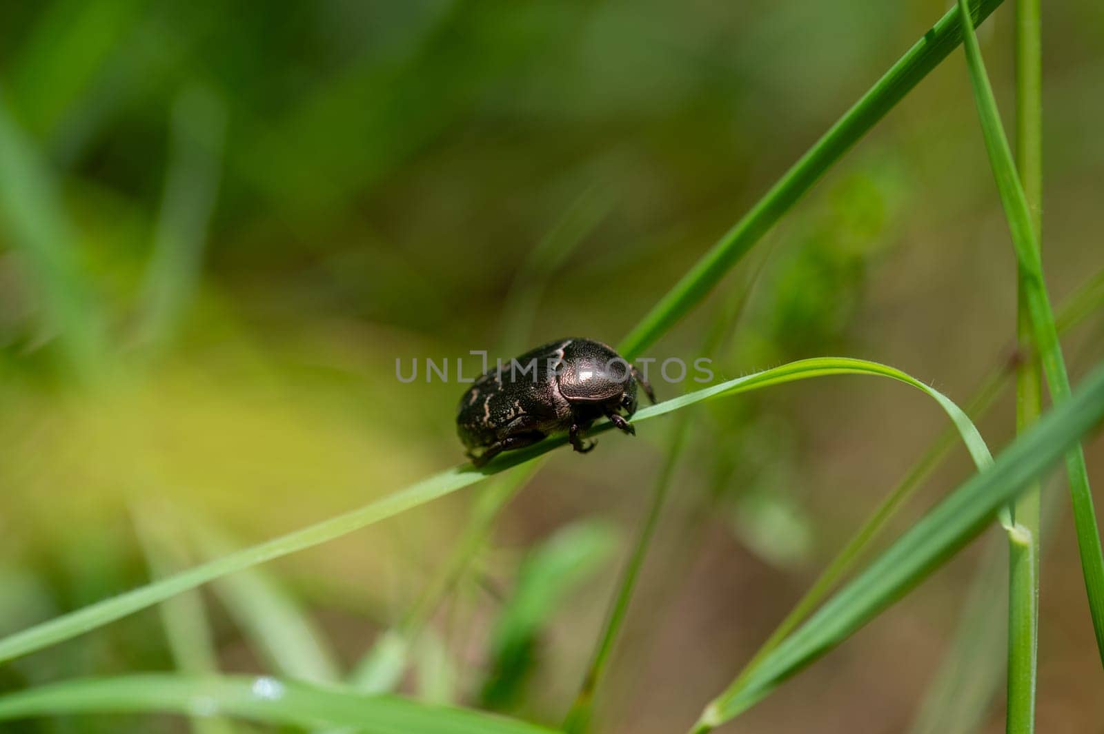 Shimmering common rose beetle ( Cetoniinae ) on blade of grass with copy space