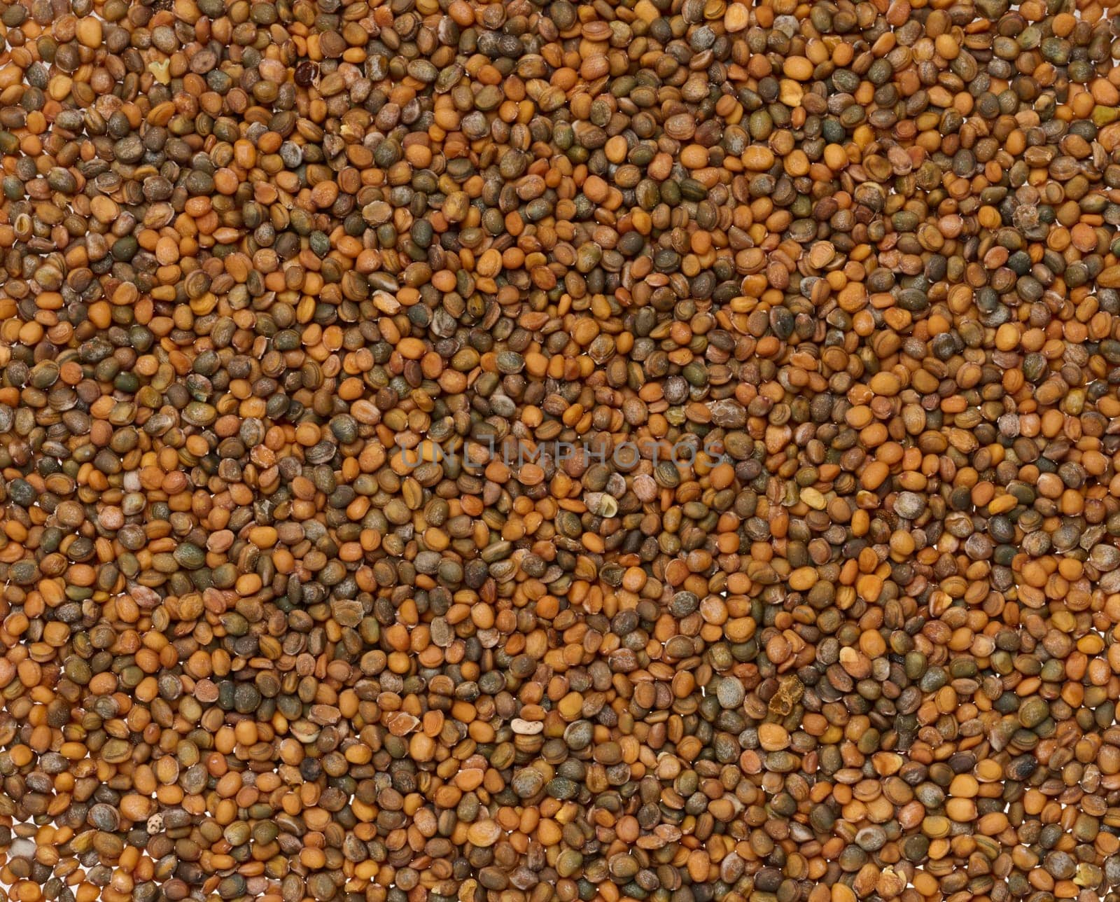 Bunch of arugula seeds for planting, full frame