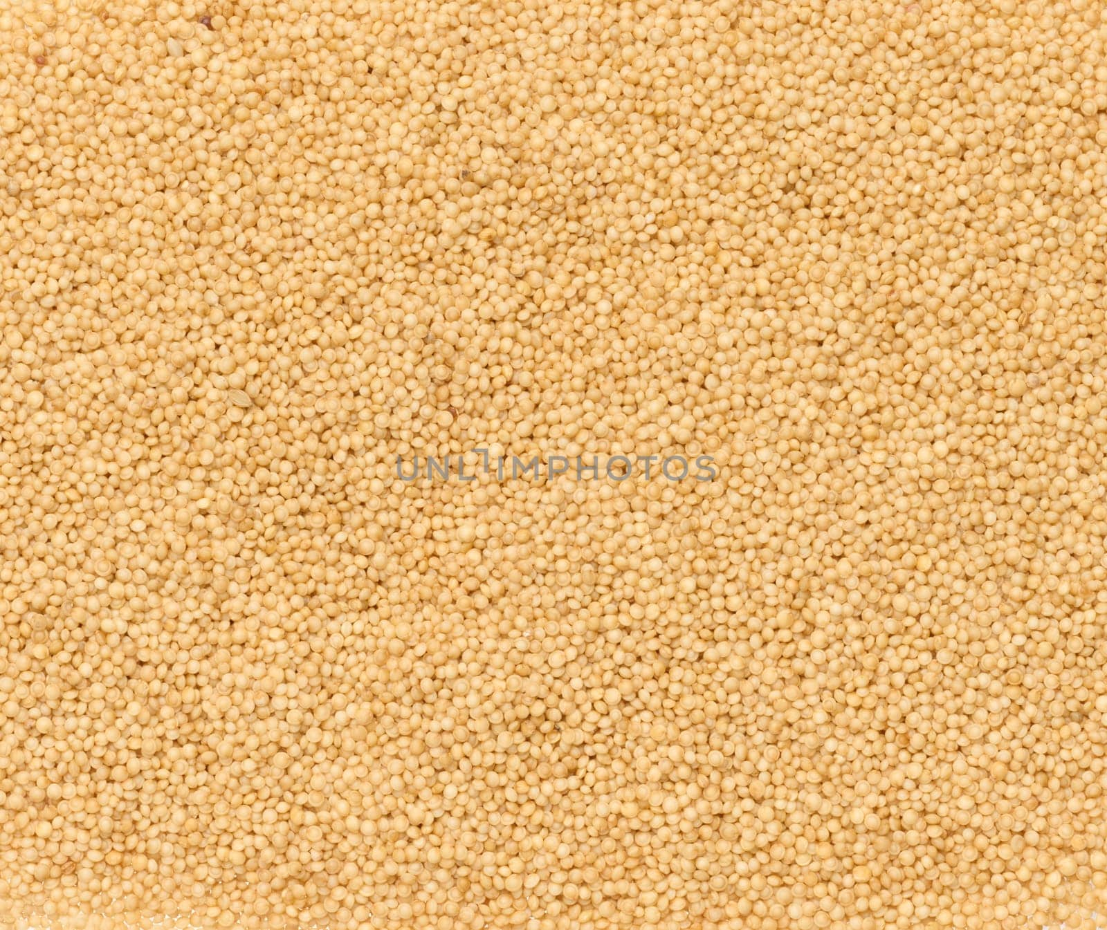 Amaranth seeds scattered, full frame. Close up