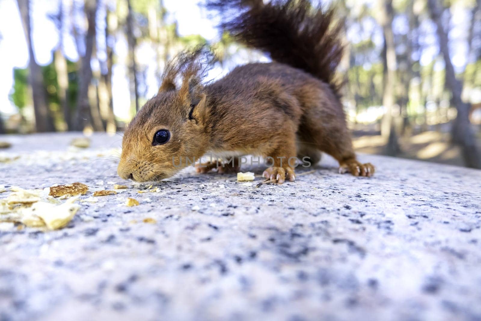 Detail of wild mammal animal eating in nature