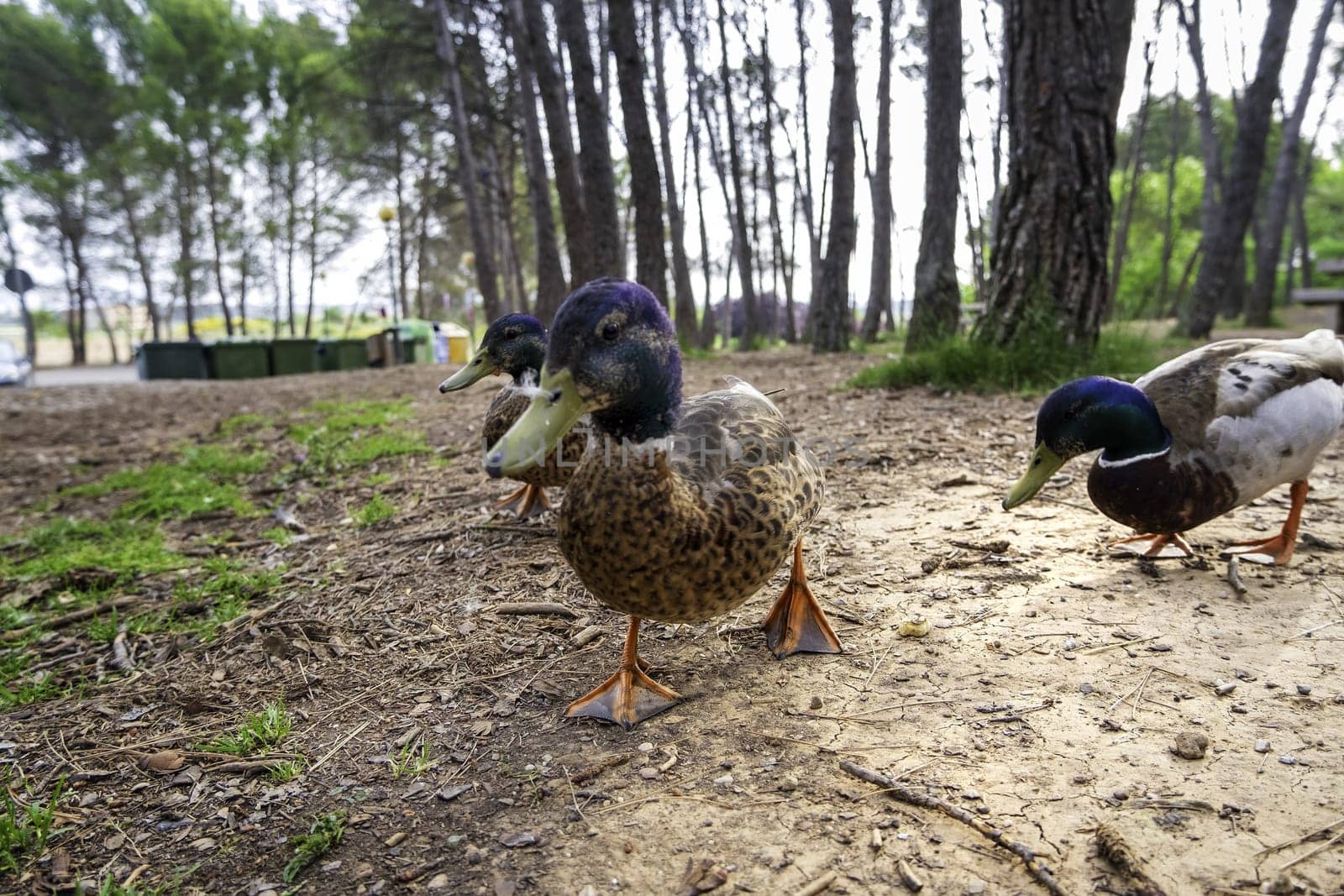 Wild duck in nature, wildlife, life and freedom