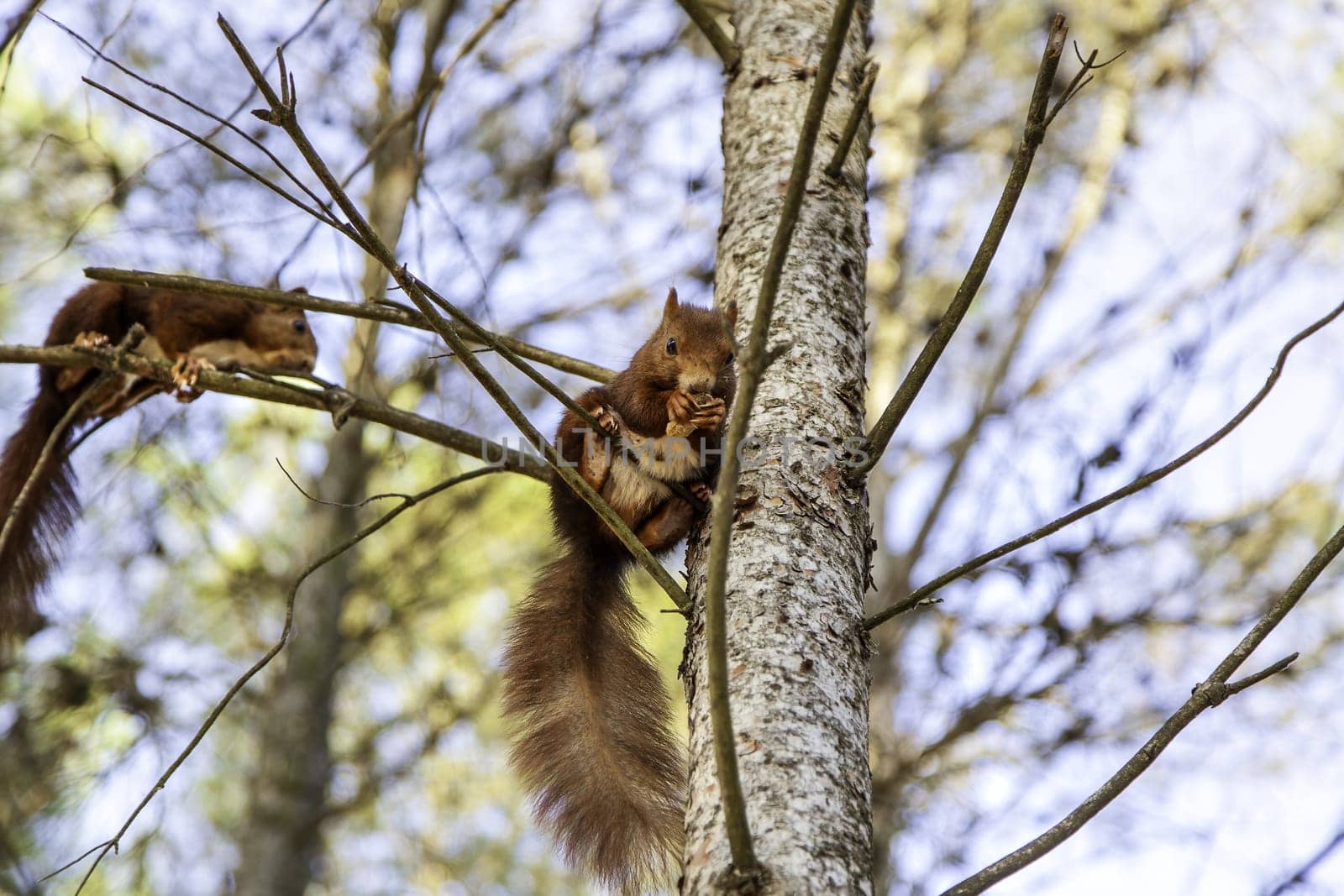 Detail of wild mammal animal eating in nature