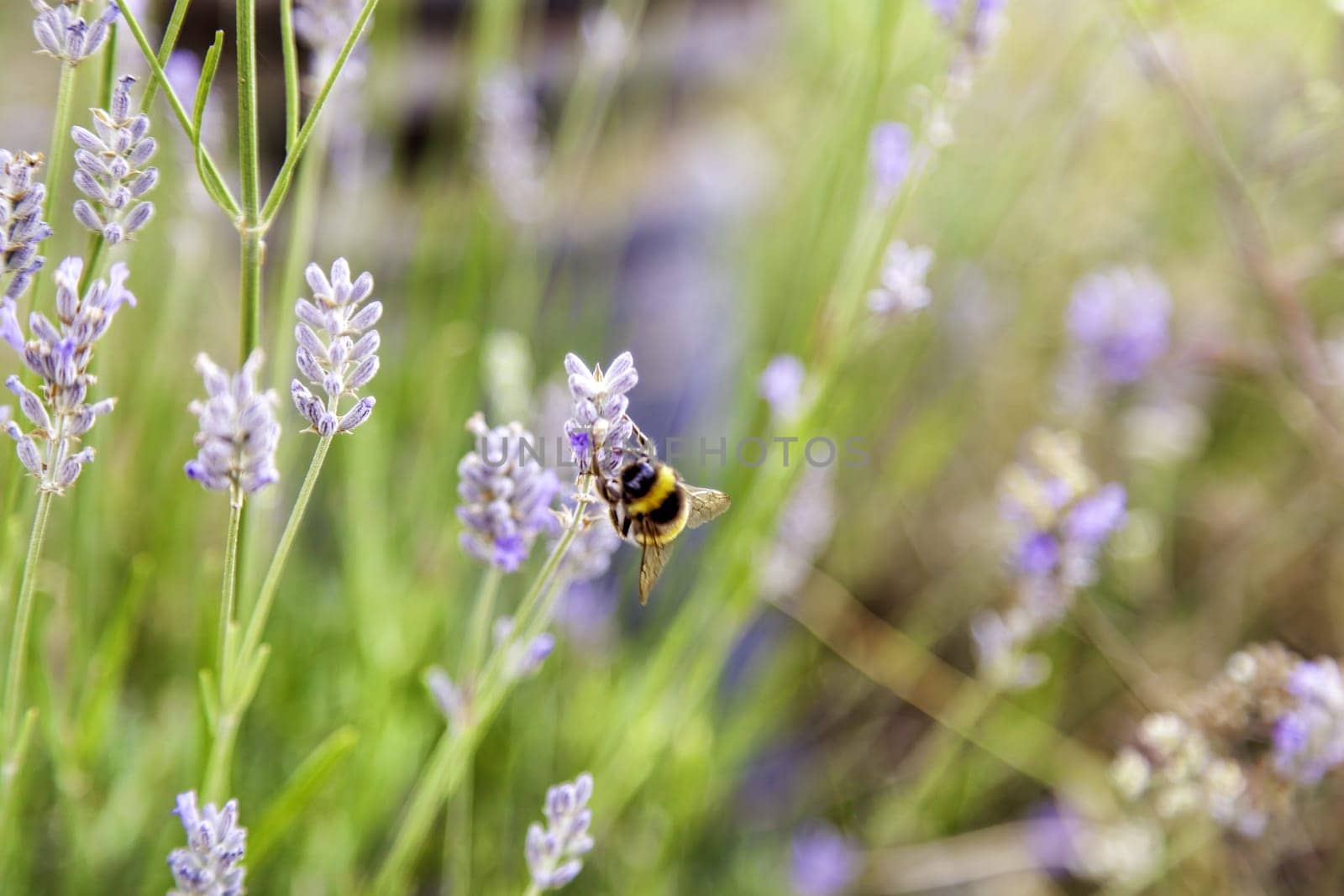 Detail of aromatic flowers in nature, perfume