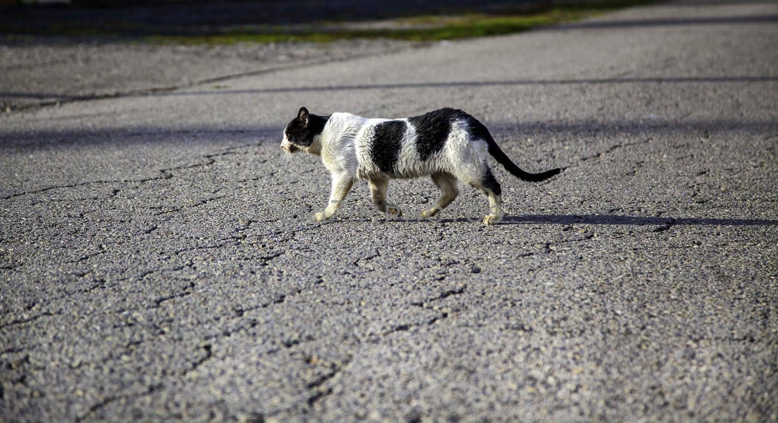 Detail of domestic animals abandoned in the street, animal abuse
