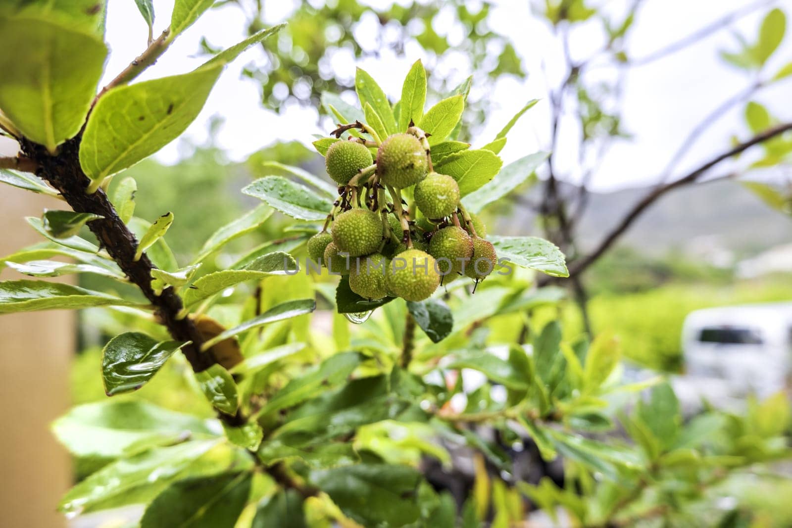Detail of exotic fruit on a tree, healthy food