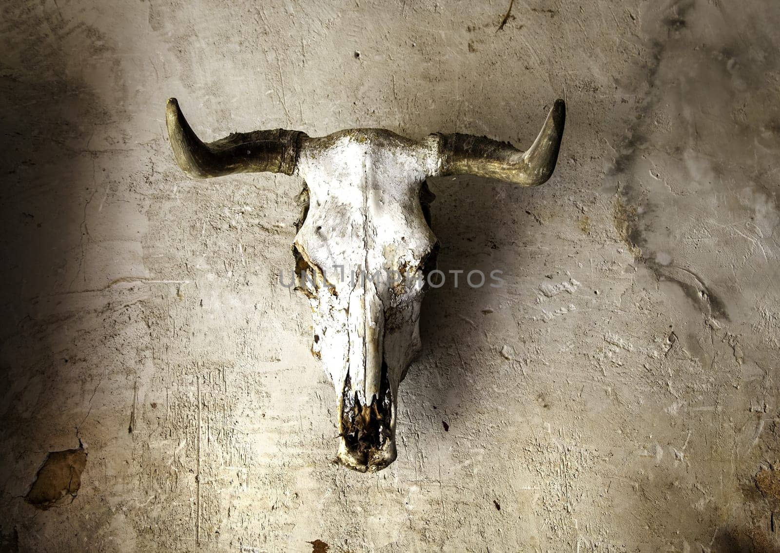 Detail of old decorative goat skull, terrifying