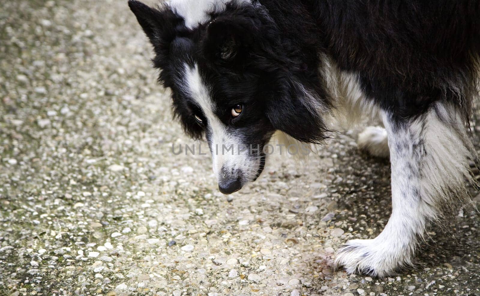 Border collie dog on the street, domestic animal, pet