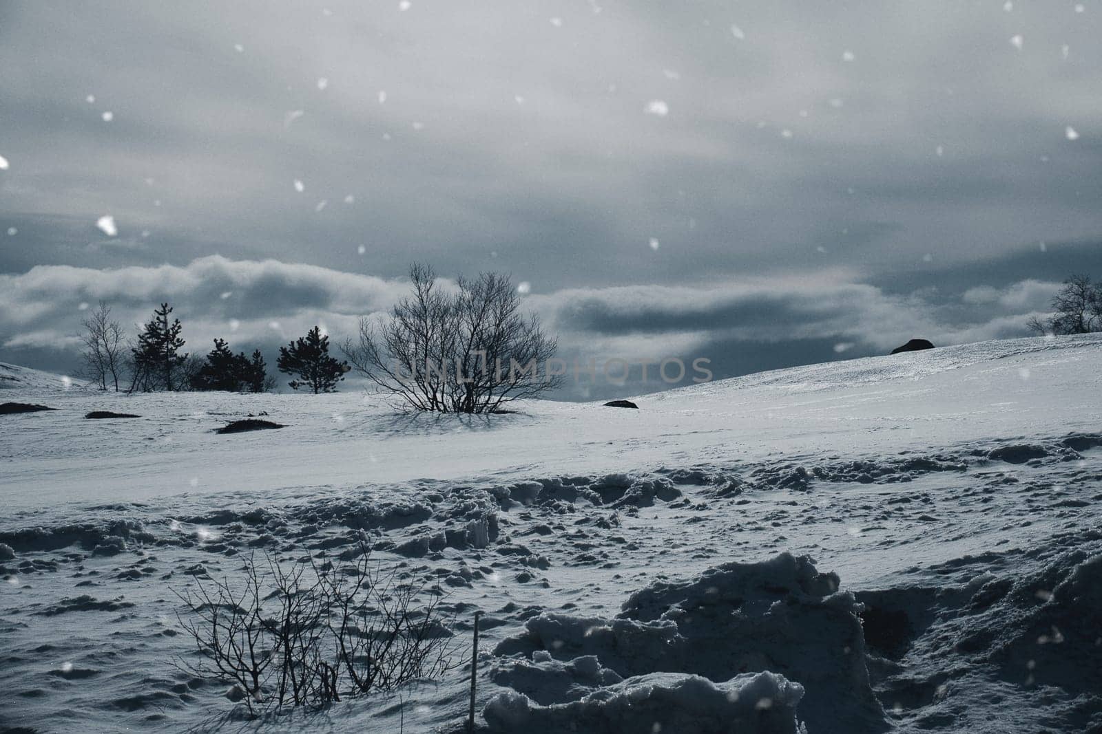 Norwegian high mountains in the snow. Bare tree in a white landscape during snowfall. Scandinavian landscape in the far north