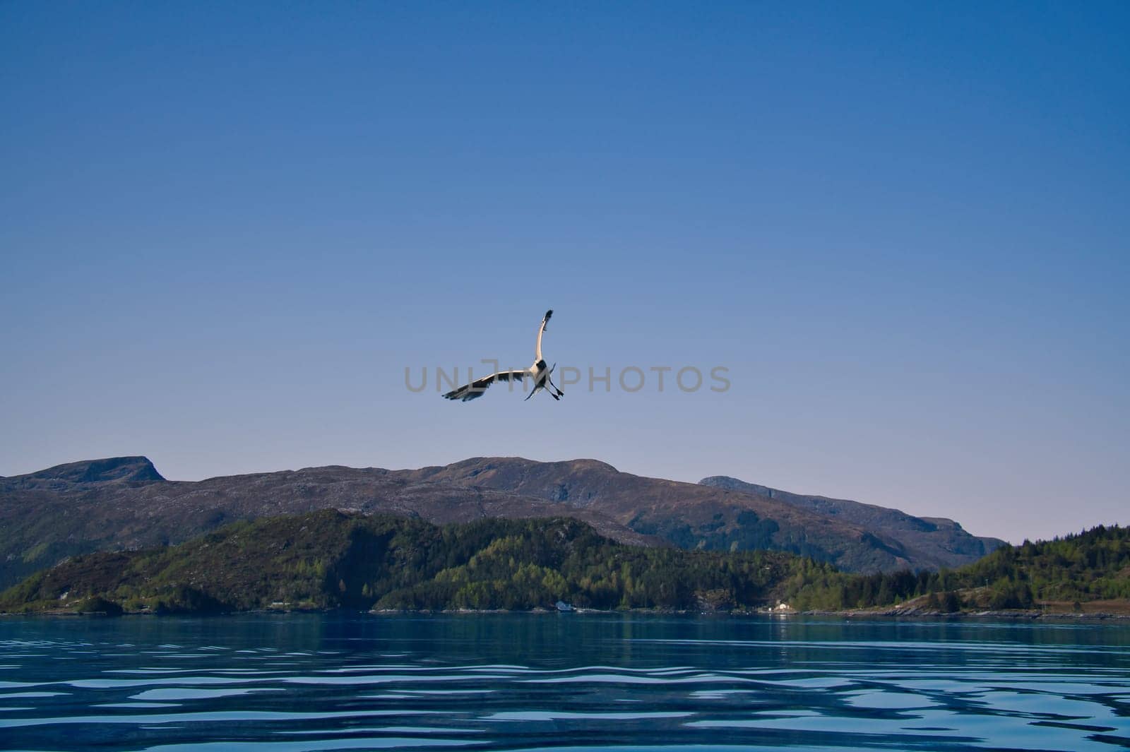 Norwegian fjord landscape. Seagull flies in the blue sky. Mountains with rugged vegetation. Crystal clear water. Wildlife in Scandinavia
