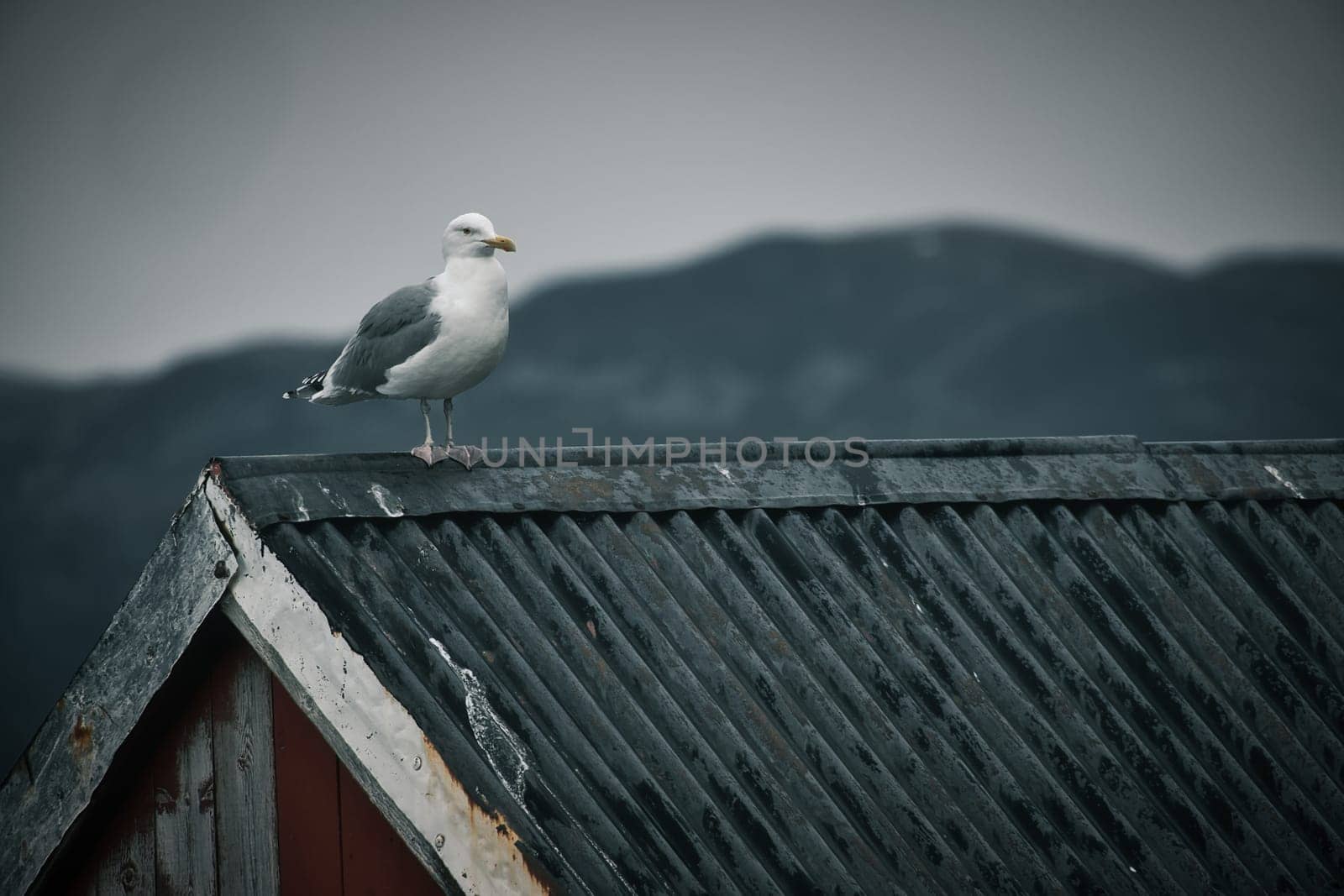 Seagull on a fisherman's house in Norway. Seabird in Scandinavia. Animal photo from nature in the north