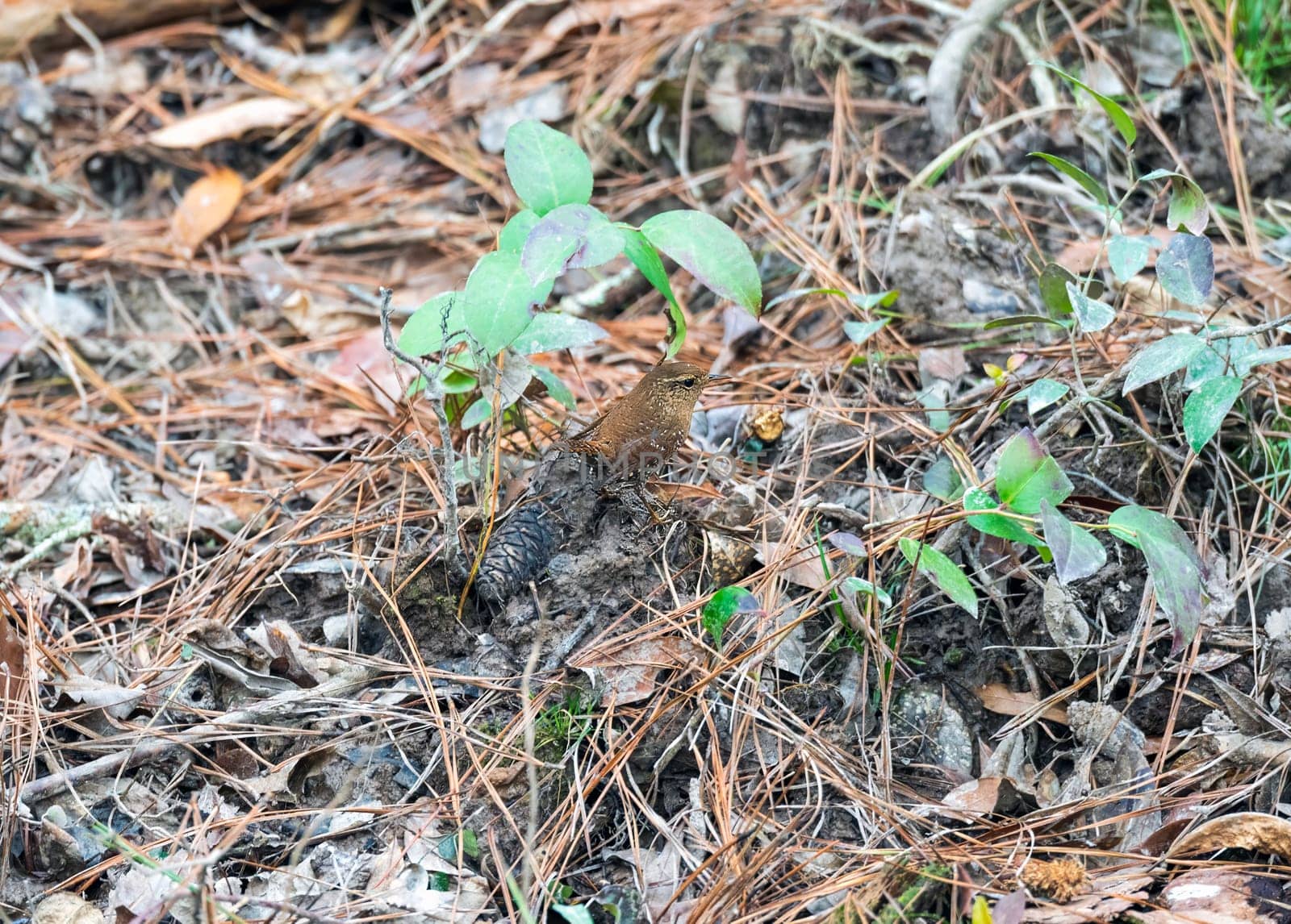 A Winter Wren Searching for Food in the Forest Floor in Congaree National Park in South Carolina