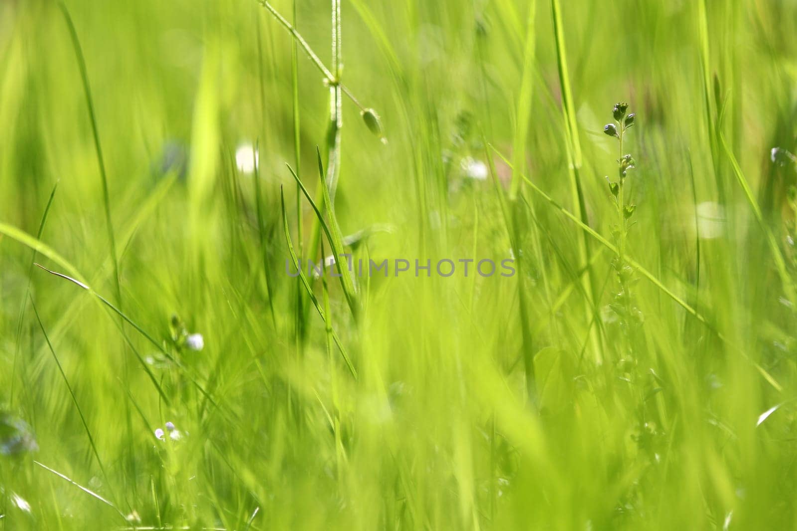 Delicate blurred flowers and grasses in a green meadow