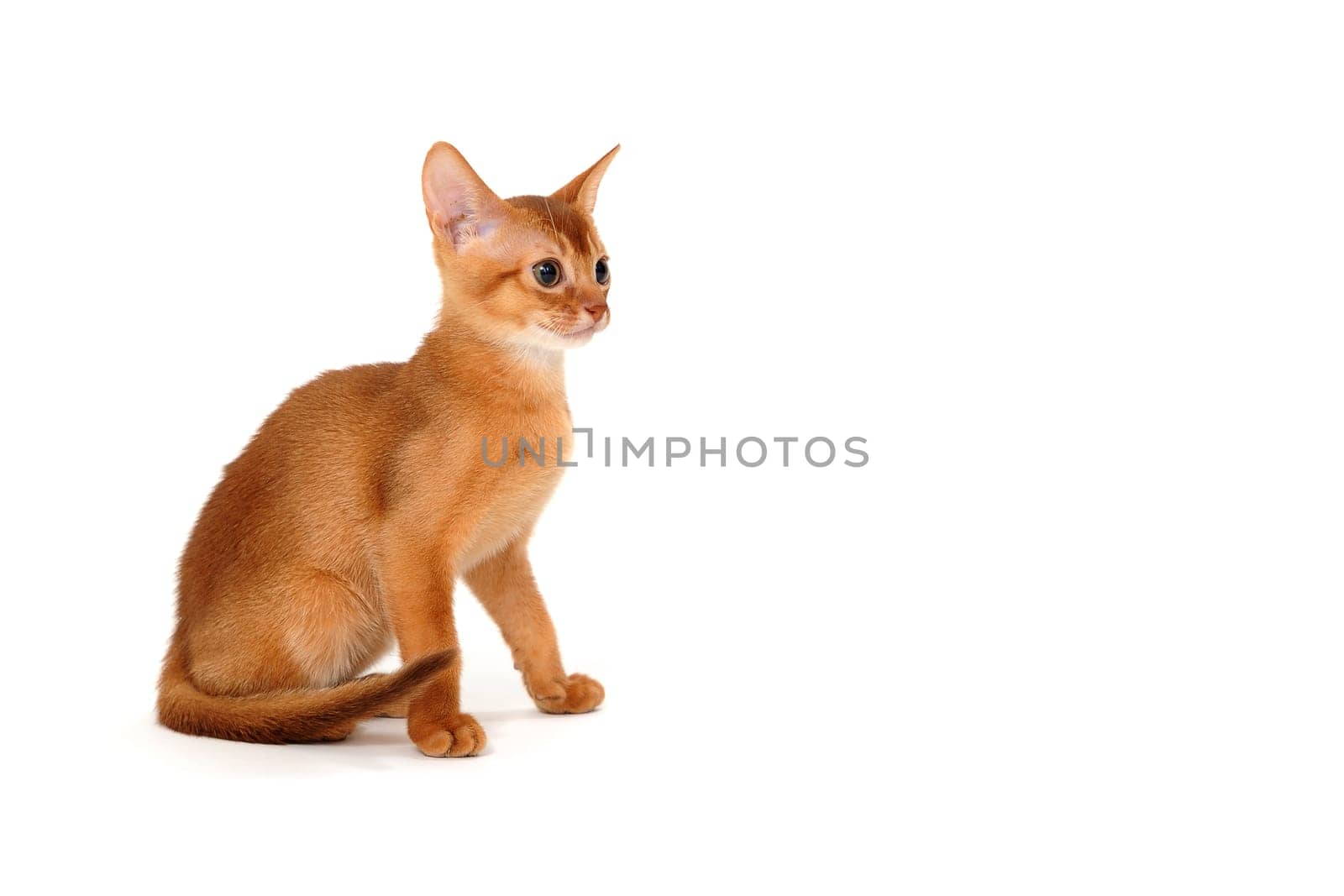 ginger purebred kitten sits on an isolated white background. High quality photo